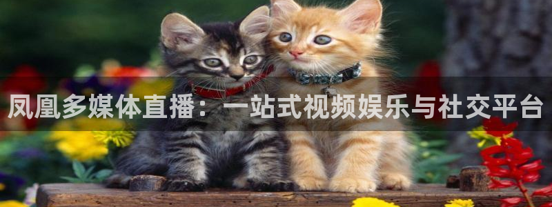袋鼠nba直播在线观看：凤凰多媒体直播：一站式视频娱乐与社交平台